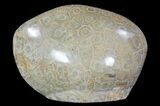 Free-Standing Polished Fossil Coral (Actinocyathus) Display #69367-1